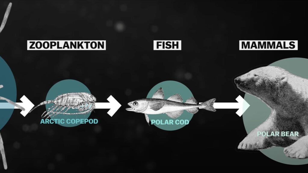 diagram of zooplankton fish and mammals