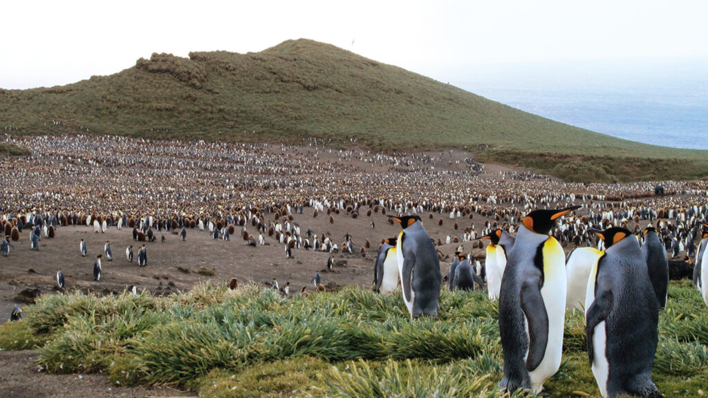a large group of penguins